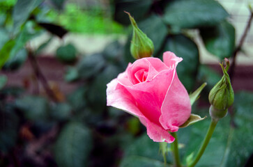 Close up pink rose front view. Single hybrid tea rose selective focus.