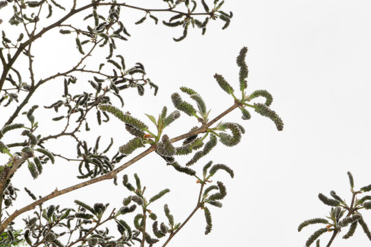 Broussonetia papyrifera in bloom