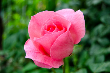 Close up pink rose front view. Single hybrid tea rose selective focus.