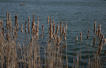 Nature background with coastal dry reed and shining lake water