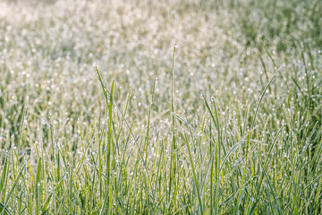 Green grass in dew drops close-up on a sunny summer morning. Background. Selective focus