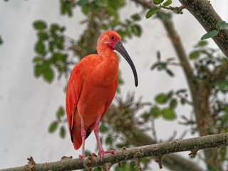 Dark red Ibis sitting in a zoo
