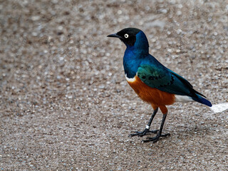 Superb Starling (Lamprotornis superbus)