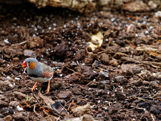 zebra finch in a meadow