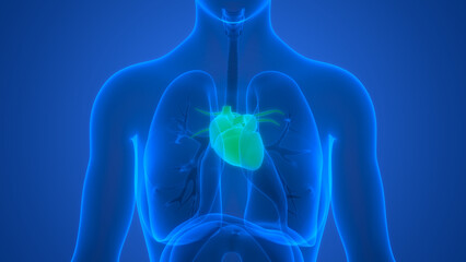 Fototapeta na wymiar Human Circulatory System Heart Anatomy