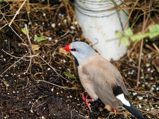 Bathing in a bird bath, a Long tailed finch bird Poephila acuticauda cools off in Australia.