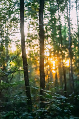 Sunset in a summer forest. 
