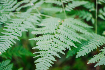 Fern green leaves. Forest plants. 