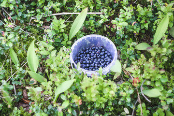 Freshly picked blueberries in the plastic bucket on green grass. Forest berries. 