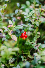 Red ripe cranberry grows in a forest. 