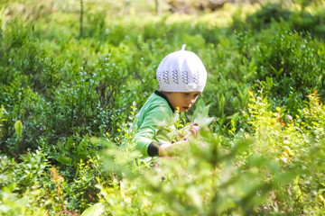 A child collects blueberries in a forest.