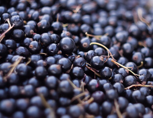 Fresh black currant berries. Healthy summer food. 