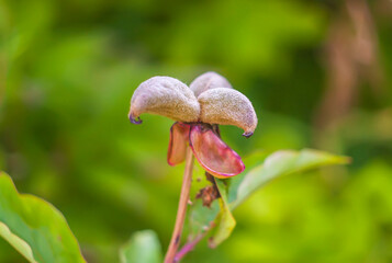 Peony flower seeds close up. 