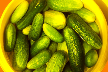 Fresh green cucumbers in water. Wet clean vegetables prepared for cooking. 