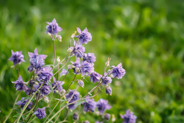 Aquilegia purple flowers grow outdoors. 