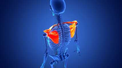 Human Skeleton System Pectoral Girdle Anatomy - obrazy, fototapety, plakaty