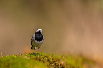 White wagtail in closeup