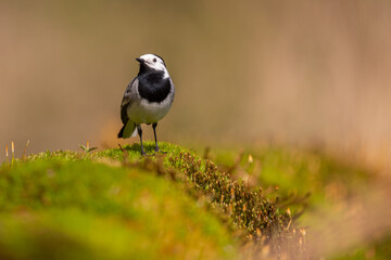 Naklejka premium White wagtail in closeup
