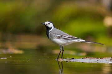Obraz premium White wagtail in closeup