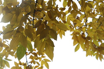 leaves against sky