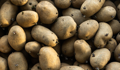 Potatoes with sprouts. Vegetables in a jute basket.