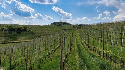 Fototapeta na wymiar the beautiful vineyards in the Langhe of Barolo and Monforte d'Alba in the spring of 2022