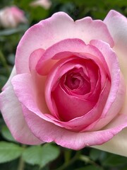 5月の庭の水滴のついたピンクのバラの花。潤いのある花びら