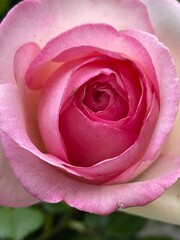 5月の庭の水滴のついた一輪のピンクのバラの花のアップ。潤いのある花びら