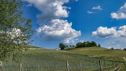 Fototapeta na wymiar landscapes of the Piedmontese Langhe in spring, in the area of Barolo and Monforte d'Alba, home of the best wine in the world