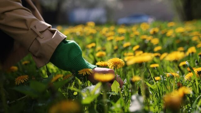 Camera moving forward through yellow dandelion flowers and fresh spring green grass on pretty meadow. Dandelion plant with medicinal effect. Summer concept. Low angle dolly steady shot.