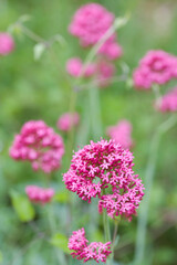 des Valérianes des jardins. La Valériane des jardins. Une fleur violette. Une fleur sauvage violette. Une fleur sauvage rose.