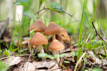 Cluster of small mushrooms grow in spring forest