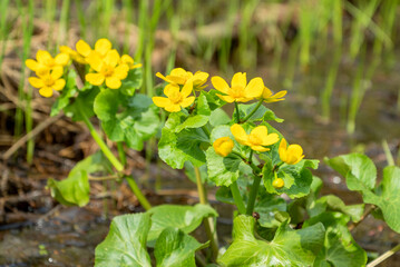 Blooming yellow Caltha flower growing in spring forest
