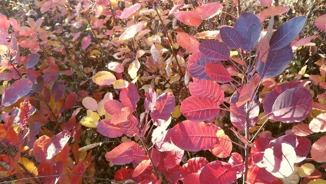 Beautiful Cotinus bush with red leaves. Autumn time.	