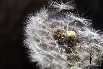 Wind-blown dandelion close up on a dark background
