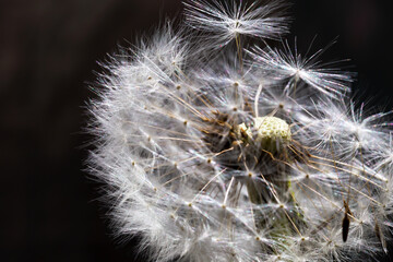 Fototapeta premium Wind-blown dandelion close up on a dark background