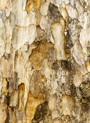 Pattern of wood texture trunk Lagerstroemia It's full of circles that are deformed.