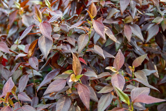 Purple leaves of aerva sanguinolenta plant in the garden
