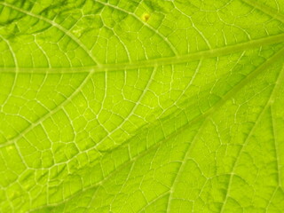 葉脈がクッキリ見られる葉
