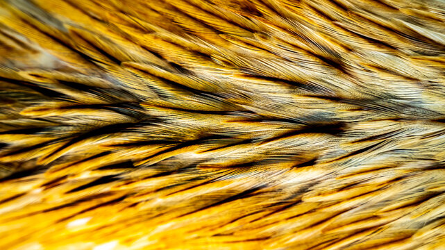 Feathers. Indian rooster bright color feathers. 