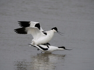 Avocet, Recurvirostra avosetta