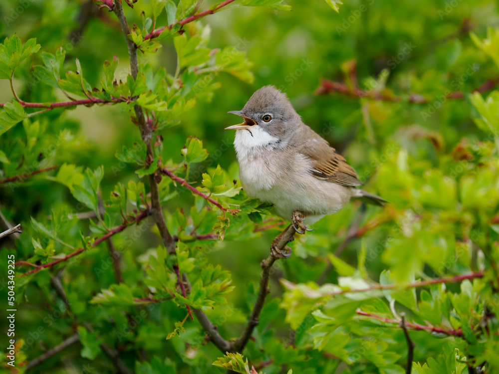 Sticker Common whitethroat, Curruca communis,