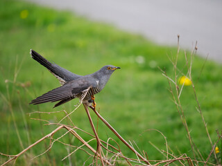 Common cuckoo, Cuculus canorus