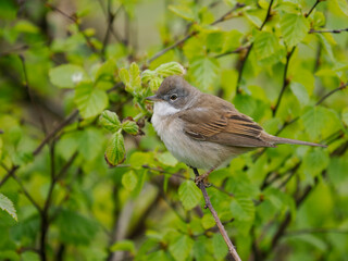 Common whitethroat, Curruca communis,