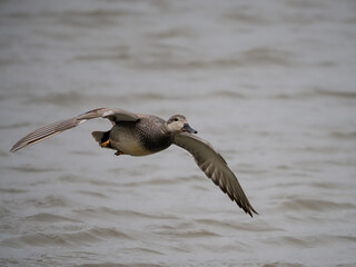 Gadwall, Mareca strepera