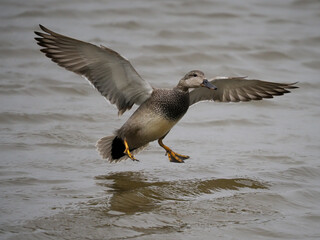 Gadwall, Mareca strepera