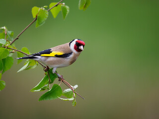 Goldfinch, Carduelis carduelis, - Powered by Adobe