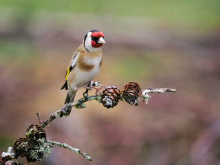 Goldfinch, Carduelis carduelis,