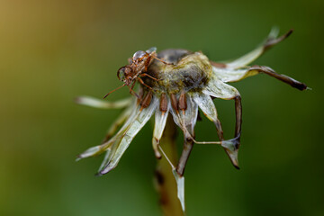 bug on top of a dandelion at sunrise with dewdrops. nature macro photography. wildlife. insects in detail.