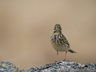 Meadow pipit, Anthus pratensis
